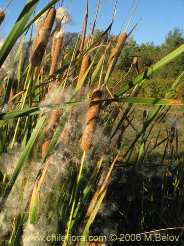 Image of Typha angustifolia (Totora). Click to enlarge parts of image.