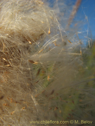 Image of Typha angustifolia (Totora). Click to enlarge parts of image.