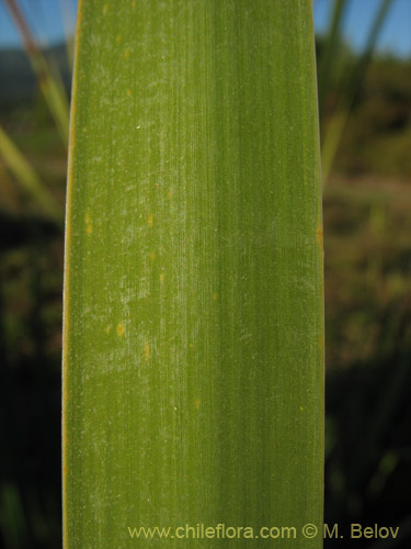 Image of Typha angustifolia (Totora). Click to enlarge parts of image.