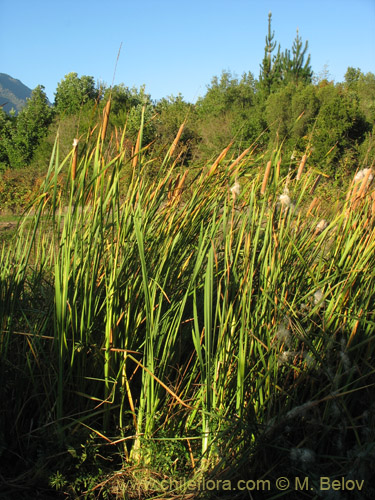 Image of Typha angustifolia (Totora). Click to enlarge parts of image.