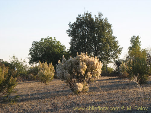 Bild von Baccharis linearis (Romerillo). Klicken Sie, um den Ausschnitt zu vergrössern.