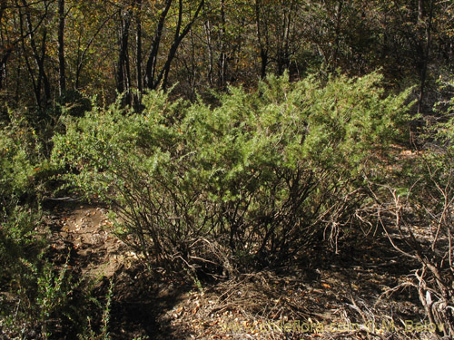 Bild von Fabaceae sp. #2275 (). Klicken Sie, um den Ausschnitt zu vergrössern.