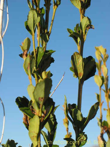 Lomatia dentada的照片