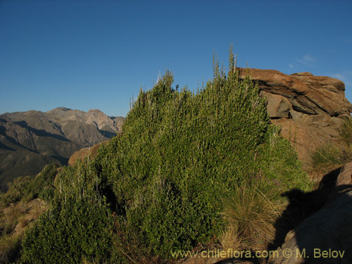 Lomatia dentada的照片