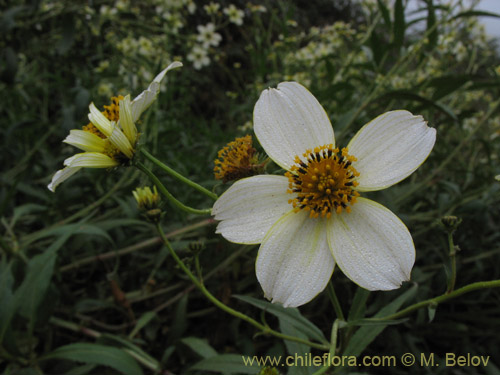 Image of Bidens aurea (Falso Te). Click to enlarge parts of image.
