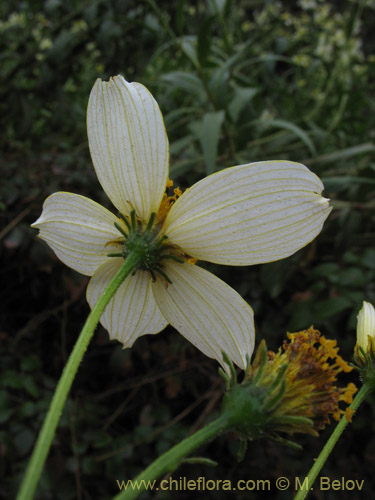 Image of Bidens aurea (Falso Te). Click to enlarge parts of image.