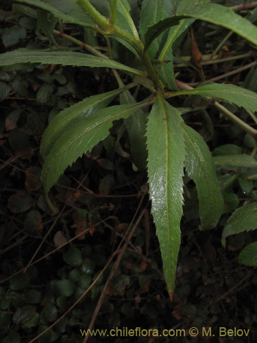Image of Bidens aurea (Falso Te). Click to enlarge parts of image.
