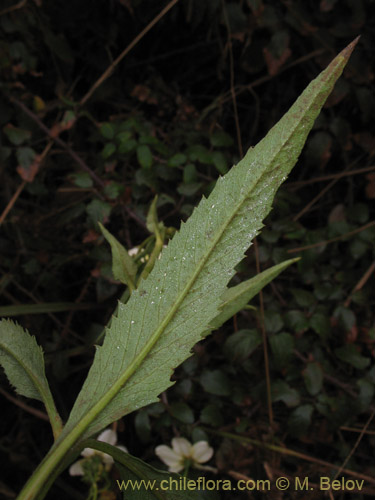 Image of Bidens aurea (Falso Te). Click to enlarge parts of image.