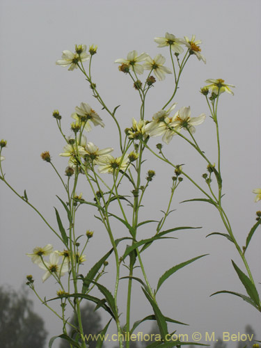 Image of Bidens aurea (Falso Te). Click to enlarge parts of image.