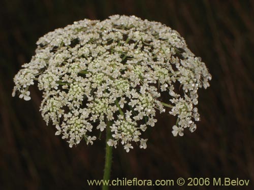 Imágen de Daucus carota (Zanahoria silvestre). Haga un clic para aumentar parte de imágen.