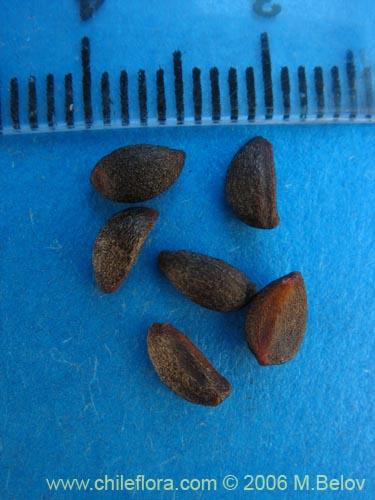 Bild von Berberis bidentada (Michay / Calafate). Klicken Sie, um den Ausschnitt zu vergrössern.