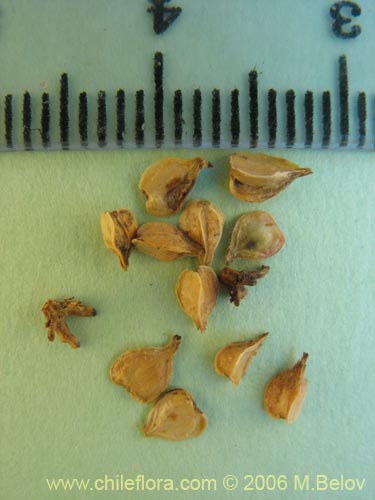 Image of Nothofagus dombeyi (Coihue / Coige). Click to enlarge parts of image.