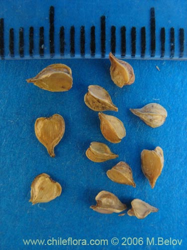 Image of Nothofagus dombeyi (Coihue / Coige). Click to enlarge parts of image.