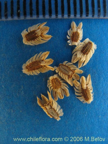 Eryngium paniculatum의 사진