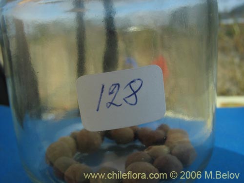 Tropaeolum polyphyllum의 사진