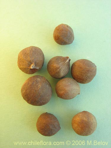 Tropaeolum polyphyllum의 사진