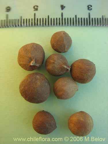 Tropaeolum polyphyllum의 사진