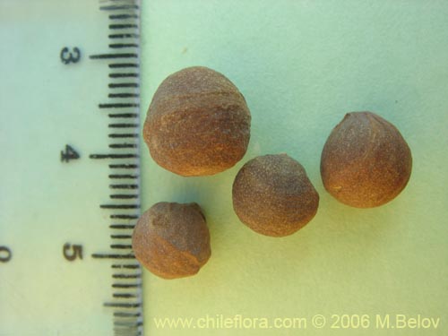 Tropaeolum polyphyllum의 사진