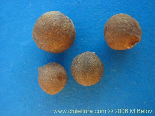 Tropaeolum polyphyllum의 사진