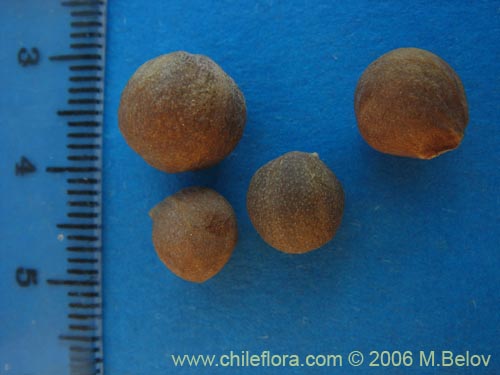 Tropaeolum polyphyllum의 사진