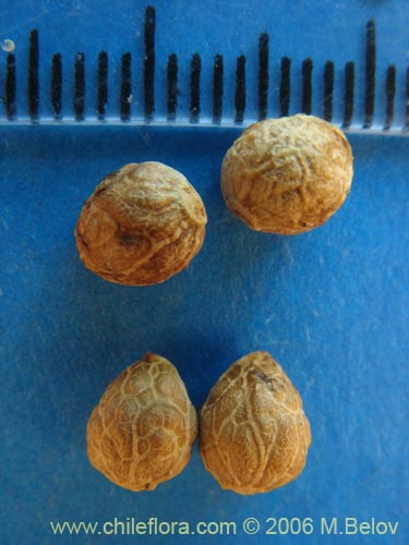 Image of Peumus boldus (Boldo). Click to enlarge parts of image.