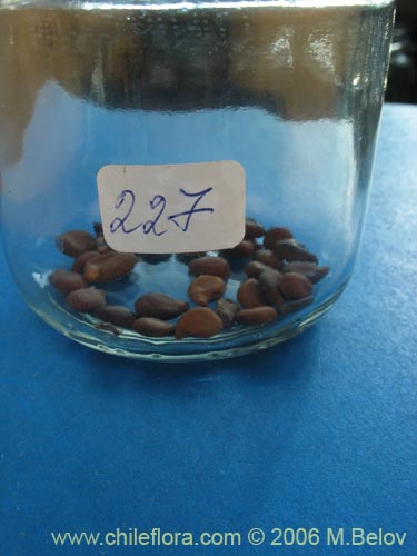 Image of Senna arnottiana (Quebracho / Alcaparra / Tara). Click to enlarge parts of image.