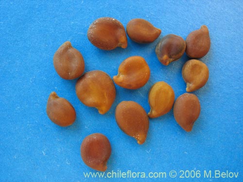 Image of Senna arnottiana (Quebracho / Alcaparra / Tara). Click to enlarge parts of image.