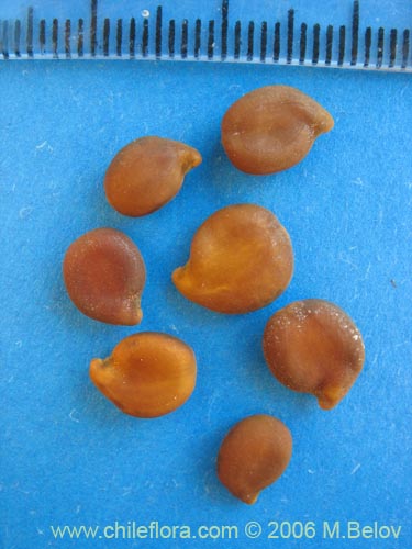 Image of Senna arnottiana (Quebracho / Alcaparra / Tara). Click to enlarge parts of image.