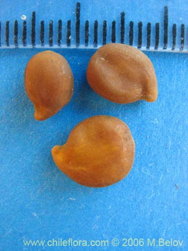 Image of Senna arnottiana (Quebracho / Alcaparra / Tara). Click to enlarge parts of image.