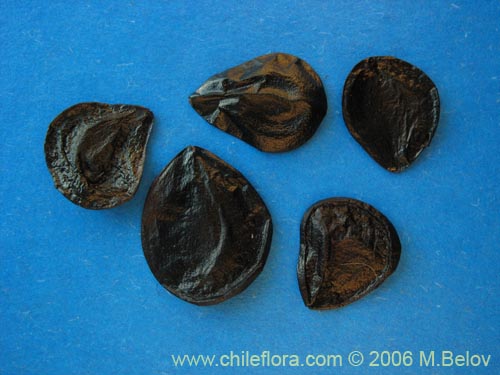 Rhodophiala rhodolirion的照片