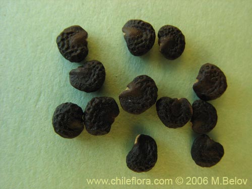 Image of Datura stramonium (Chamico / Miyaya). Click to enlarge parts of image.