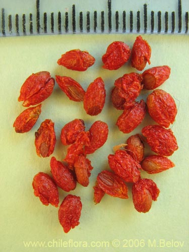 Maytenus distichaの写真