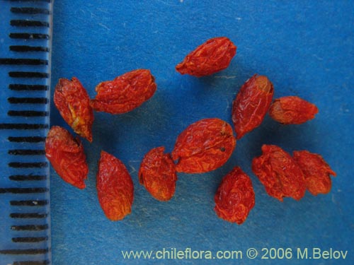 Maytenus distichaの写真