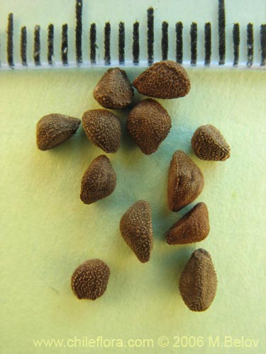 Bild von Muehlenbeckia hastulata (Quilo / Voqui negro / Molleca). Klicken Sie, um den Ausschnitt zu vergrössern.