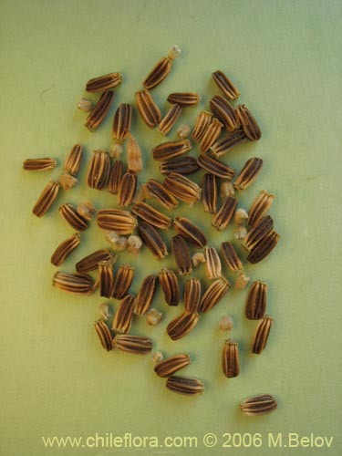 Dipsacus sativus的照片