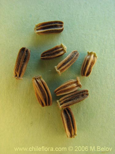 Dipsacus sativus的照片