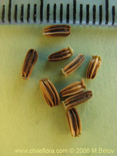 Dipsacus sativus的照片