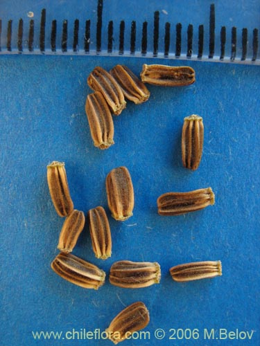 Image of Dipsacus sativus (Carda / Cardilla). Click to enlarge parts of image.