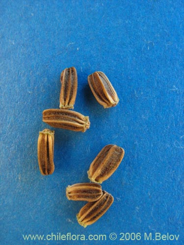 Image of Dipsacus sativus (Carda / Cardilla). Click to enlarge parts of image.