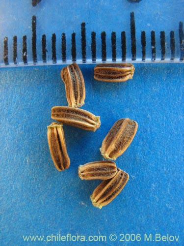 Image of Dipsacus sativus (Carda / Cardilla). Click to enlarge parts of image.