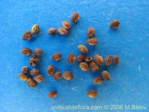 Bild von Coriaria ruscifolia (Deu / Huique / Matarratones). Klicken Sie, um den Ausschnitt zu vergrössern.