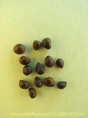 Bild von Azara alpina (Lilén de la cordillera). Klicken Sie, um den Ausschnitt zu vergrössern.