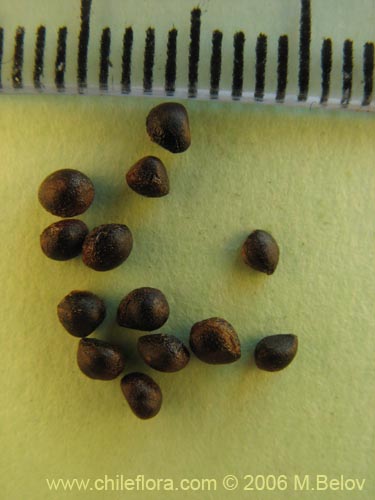 Bild von Azara alpina (Lilén de la cordillera). Klicken Sie, um den Ausschnitt zu vergrössern.