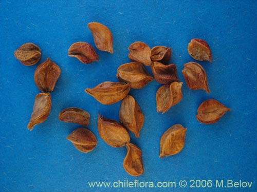 Image of Nothofagus pumilio (Lenga / Roble de Magallanes). Click to enlarge parts of image.