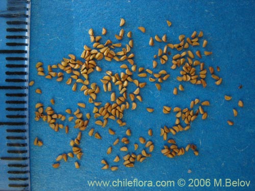 Fuchsia magellanica的照片