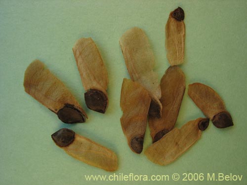 Embothrium coccineum의 사진