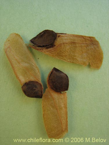 Embothrium coccineum의 사진