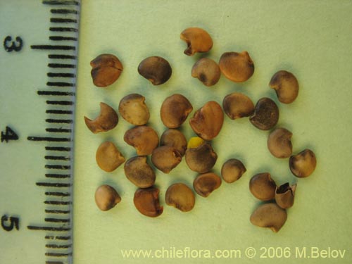 Bild von Adesmia emarginata (Paramela). Klicken Sie, um den Ausschnitt zu vergrössern.