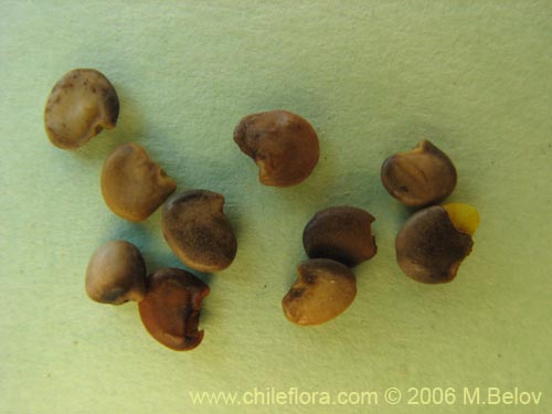 Bild von Adesmia emarginata (Paramela). Klicken Sie, um den Ausschnitt zu vergrössern.