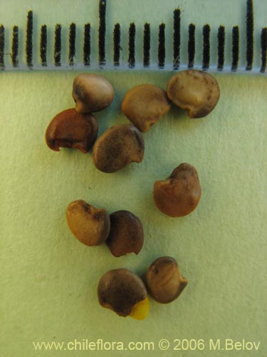 Bild von Adesmia emarginata (Paramela). Klicken Sie, um den Ausschnitt zu vergrössern.